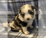 Small Photo #1 Miniature Australian Shepherd Puppy For Sale in FORT MORGAN, CO, USA