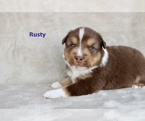 Medium Miniature Australian Shepherd