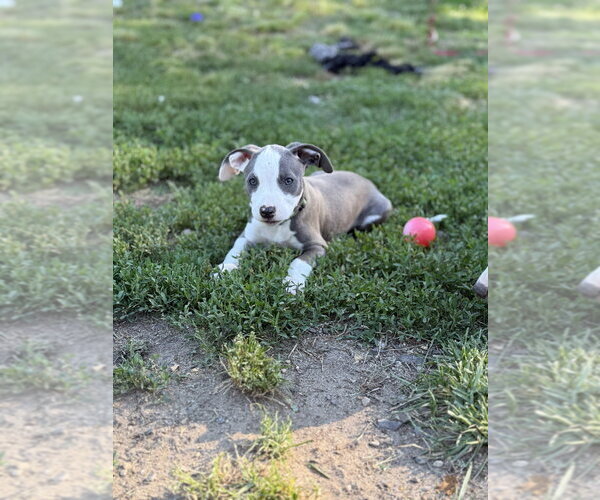 Medium Photo #4 Mutt Puppy For Sale in Wenonah, NJ, USA