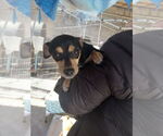Small Dachshund Mix