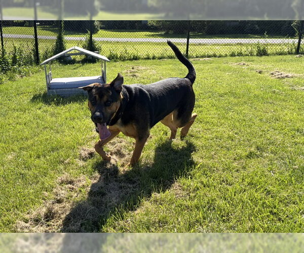 Medium Photo #1 Rottweiler-Unknown Mix Puppy For Sale in Fort Wayne, IN, USA