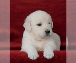 Small Photo #2 English Cream Golden Retriever Puppy For Sale in FREDERICKSBG, OH, USA
