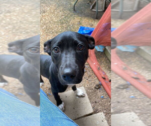 Medium Photo #1 American Pit Bull Terrier-Labrador Retriever Mix Puppy For Sale in Wenonah, NJ, USA