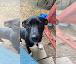 Small American Pit Bull Terrier-Labrador Retriever Mix