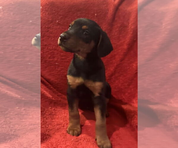 Medium Photo #3 Doberman Pinscher-Unknown Mix Puppy For Sale in Pottstown, PA, USA