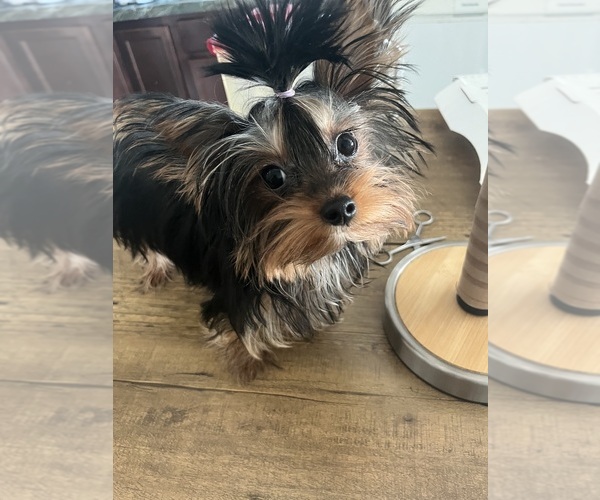Medium Photo #8 Yorkshire Terrier Puppy For Sale in E FAYETTEVLLE, NC, USA