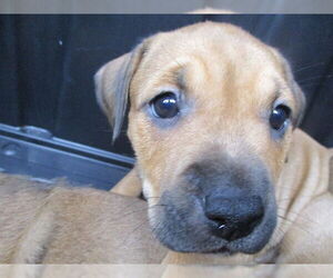 Black Mouth Cur Dogs for adoption in Ocala, FL, USA