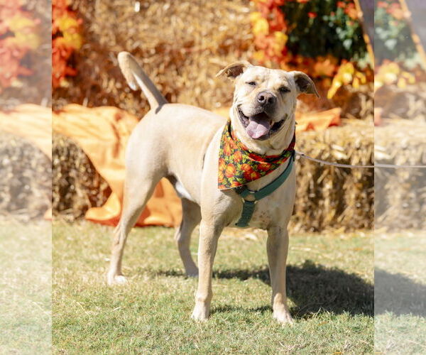 Medium Photo #6 Chinese Shar-Pei-Labrador Retriever Mix Puppy For Sale in Garner, NC, USA