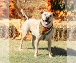 Small #5 Chinese Shar-Pei-Labrador Retriever Mix