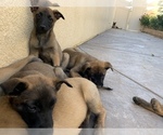 Small Photo #9 Belgian Malinois Puppy For Sale in PALMDALE, CA, USA