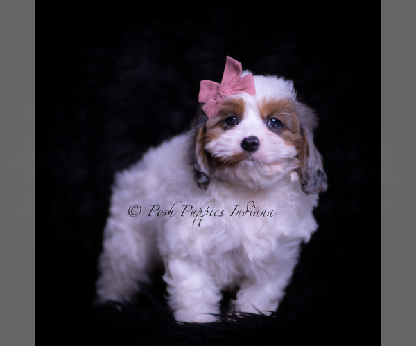 Medium Photo #5 Cavapoo (Miniature) Puppy For Sale in WARSAW, IN, USA