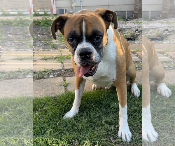 Medium Photo #2 Boxer Puppy For Sale in  Katy, TX, USA