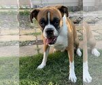 Small Photo #2 Boxer Puppy For Sale in  Katy, TX, USA