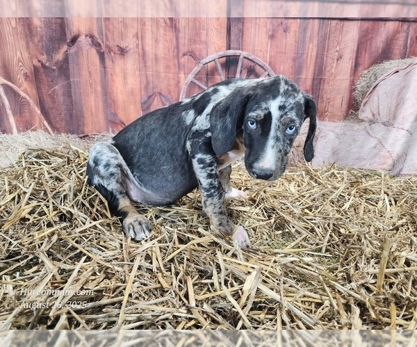 Medium Photo #8 Catahoula Leopard Dog Puppy For Sale in CUMBY, TX, USA