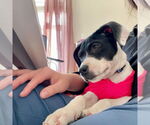Small #14 American Pit Bull Terrier-Pointer Mix