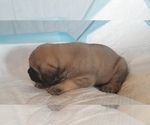 Small Photo #44 Mastiff Puppy For Sale in FULTON, NY, USA