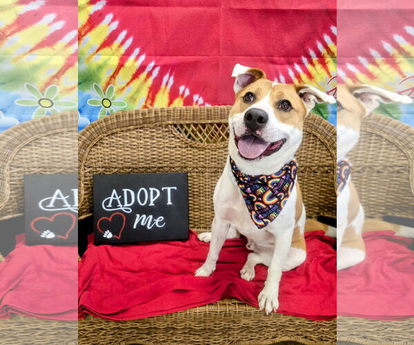 Medium Photo #6 Akita-Labrador Retriever Mix Puppy For Sale in Rockaway, NJ, USA