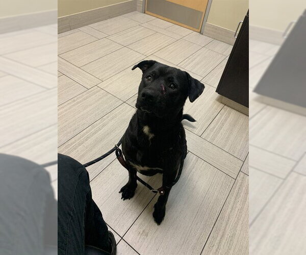 Medium Photo #1 Labrador Retriever Puppy For Sale in Corpus Christi, TX, USA