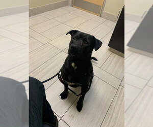 Labrador Retriever Dogs for adoption in Corpus Christi, TX, USA
