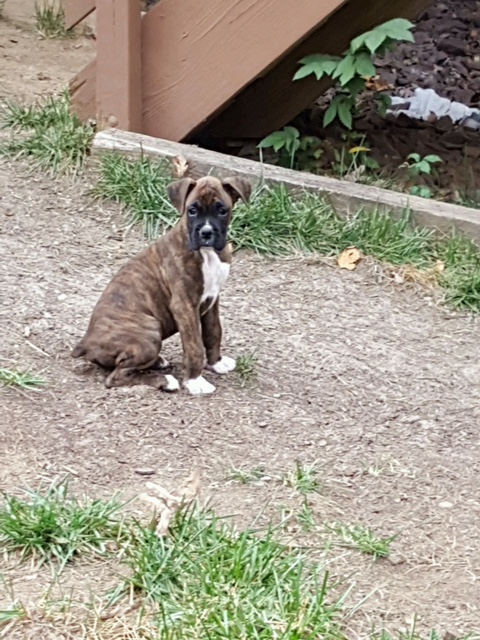 Medium Photo #1 Boxer Puppy For Sale in CENTREVILLE, VA, USA