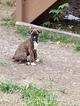 Small Photo #1 Boxer Puppy For Sale in CENTREVILLE, VA, USA