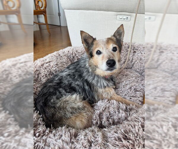 Medium Photo #2 Mutt Puppy For Sale in Garden City, NY, USA