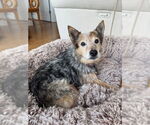 Small #1 Mutt