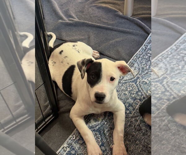Medium Photo #3 American Pit Bull Terrier-Unknown Mix Puppy For Sale in Bolivar, MO, USA