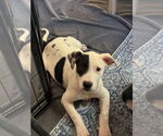 Small #2 American Pit Bull Terrier Mix