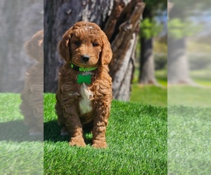 Goldendoodle (Miniature) Puppy for sale in INDIANAPOLIS, IN, USA