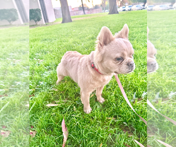 Medium Photo #3 French Bulldog Puppy For Sale in UNIVERSAL CITY, CA, USA