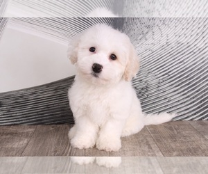 Zuchon Puppy for sale in WESTPOINT, IN, USA