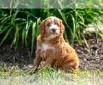 Puppy Alice Goldendoodle (Miniature)