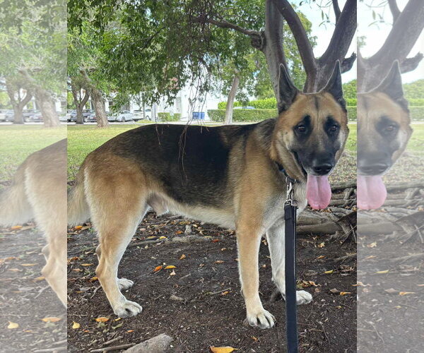 Medium Photo #8 German Shepherd Dog Puppy For Sale in Plantation, FL, USA