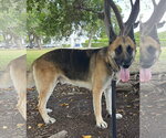 Small #7 German Shepherd Dog