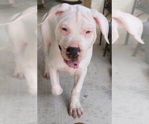 Dogo Argentino Puppy for Sale in TOMBALL, Texas USA