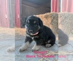 Small #1 Australian Shepherd