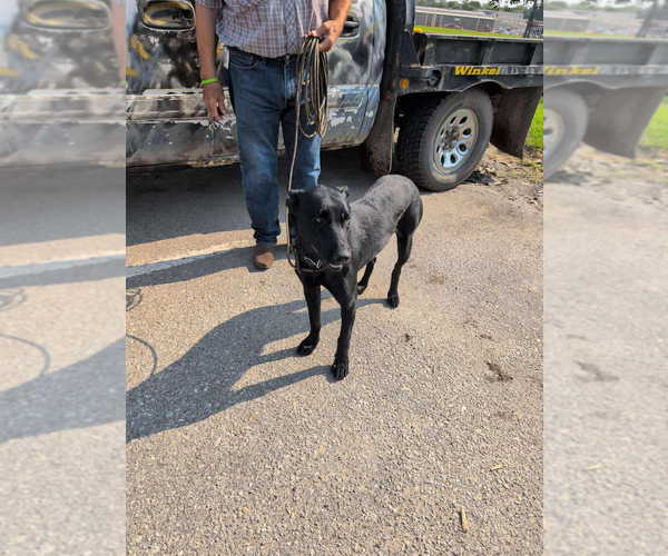 Medium Photo #2 Dutch Shepherd -Unknown Mix Puppy For Sale in Imlay City, MI, USA
