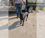 Small #1 Dutch Shepherd  Mix