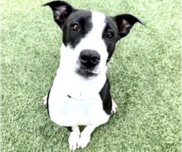 Medium Photo #4 American Pit Bull Terrier-Unknown Mix Puppy For Sale in Houston, TX, USA