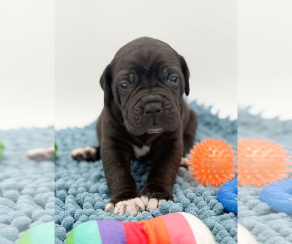 Medium Photo #2 Mutt Puppy For Sale in Brooklyn, NY, USA