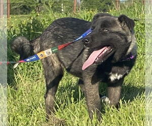 Akira - Female Akita-Anatolian Shepherd Mix Dog for Adoption - Photo #3