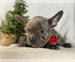 Small Photo #5 French Bulldog Puppy For Sale in CEDAR LANE, PA, USA