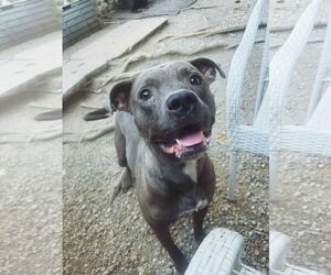 American Pit Bull Terrier-Unknown Mix Dogs for adoption in FAIRLAWN, OH, USA