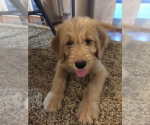 Golden Retriever-Goldendoodle Mix Puppy for sale in BLUE SPRINGS, MO, USA
