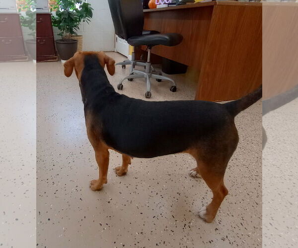 Medium Photo #5 Beagle-Unknown Mix Puppy For Sale in York, SC, USA