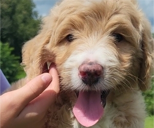 Bordoodle Puppy for sale in ASHLAND, OH, USA