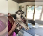 Puppy 3 Alaskan Husky-Alaskan Malamute Mix