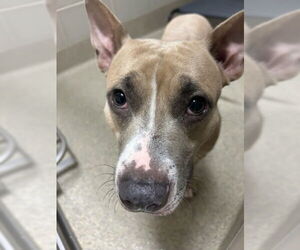Mutt Dogs for adoption in Virginia Beach, VA, USA