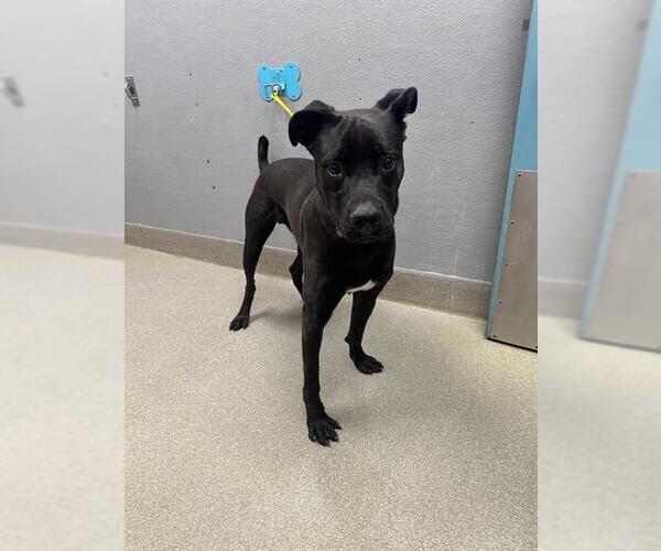 Medium Photo #1 Labrador Retriever-Unknown Mix Puppy For Sale in Las Vegas, NV, USA